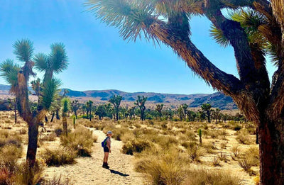 Joshua Tree N.P.